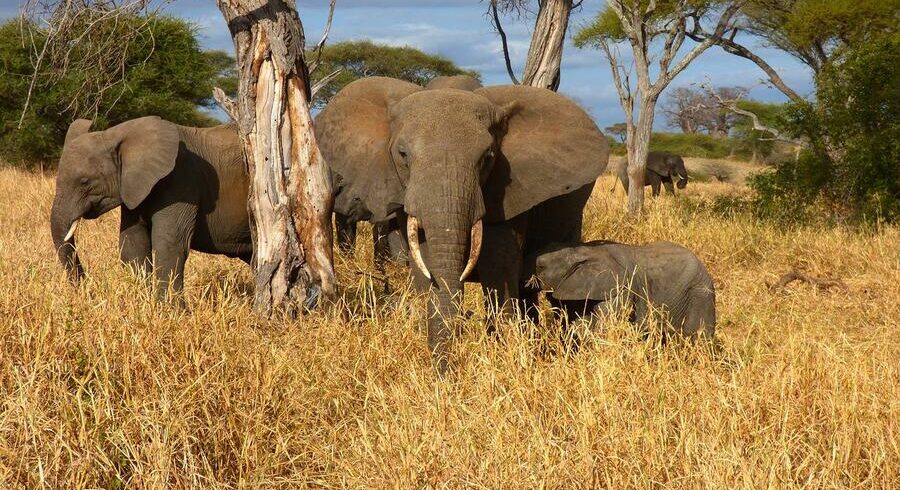 5 Tarangire Lake Manyara & ngorongoro