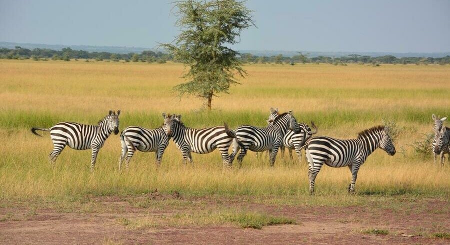 5 Tarangire serengeti & ngorongoro