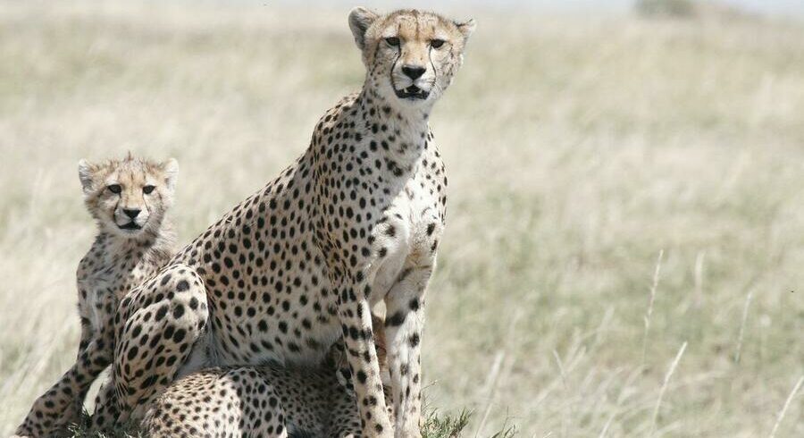 manyara serengeti & ngorongoro