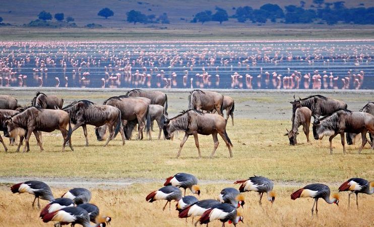 Lake Manyara national park safaris