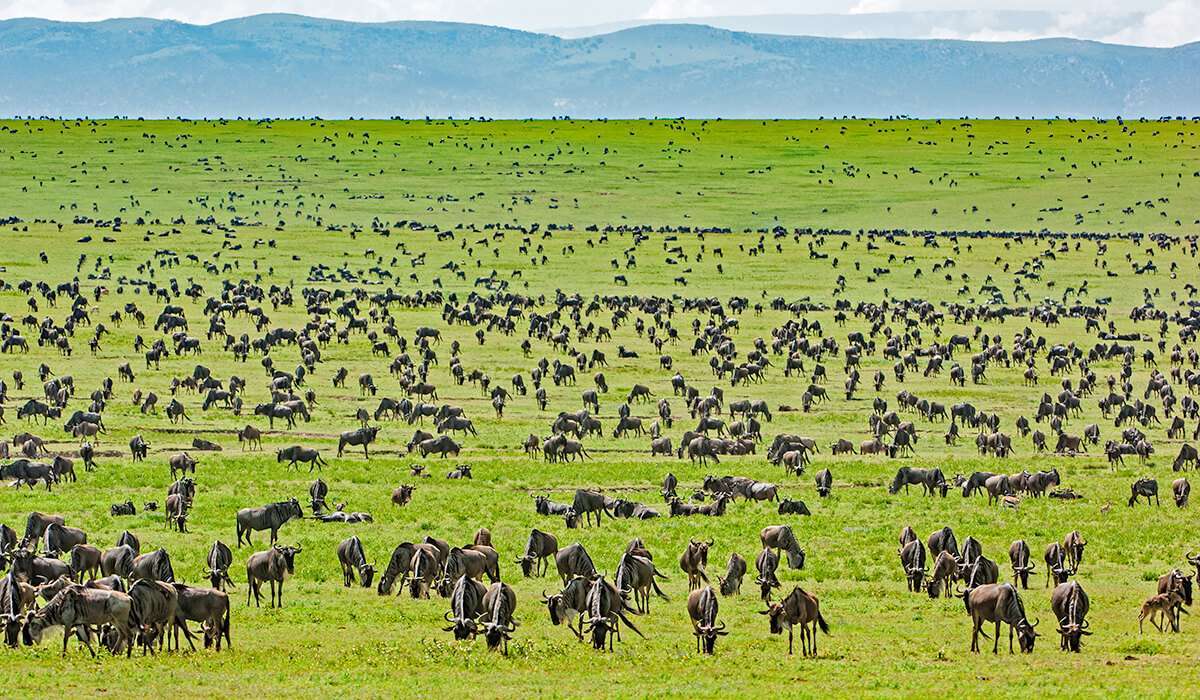 Tarangire national park safaris