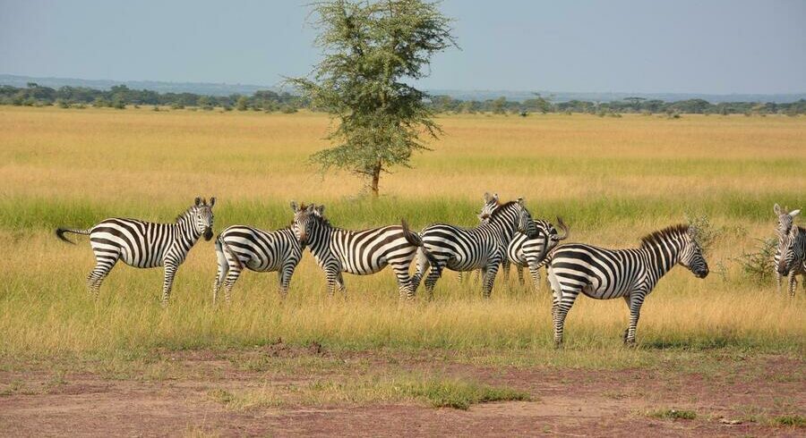 5days tarangire serengeti ngorongoro -