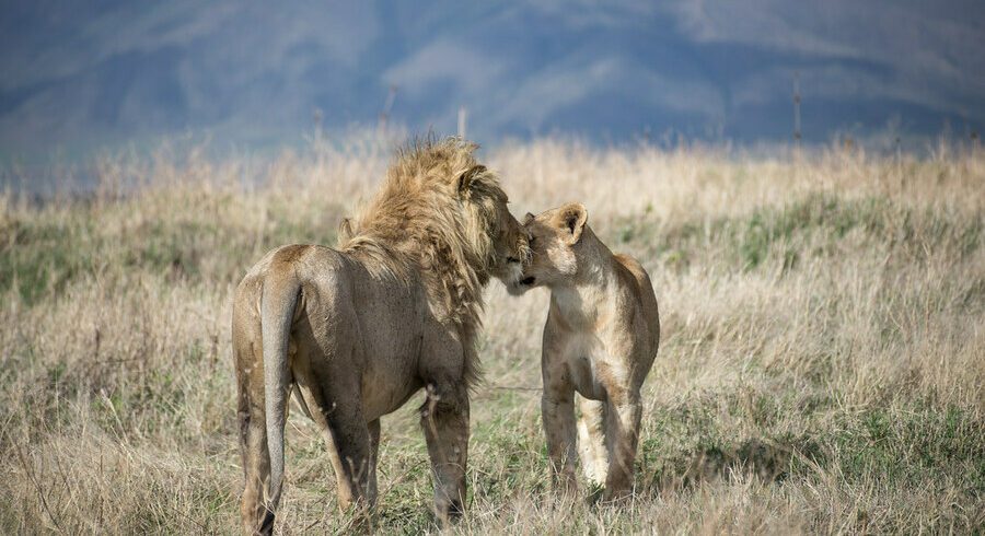 6days manyara serengeti ngorongoro -